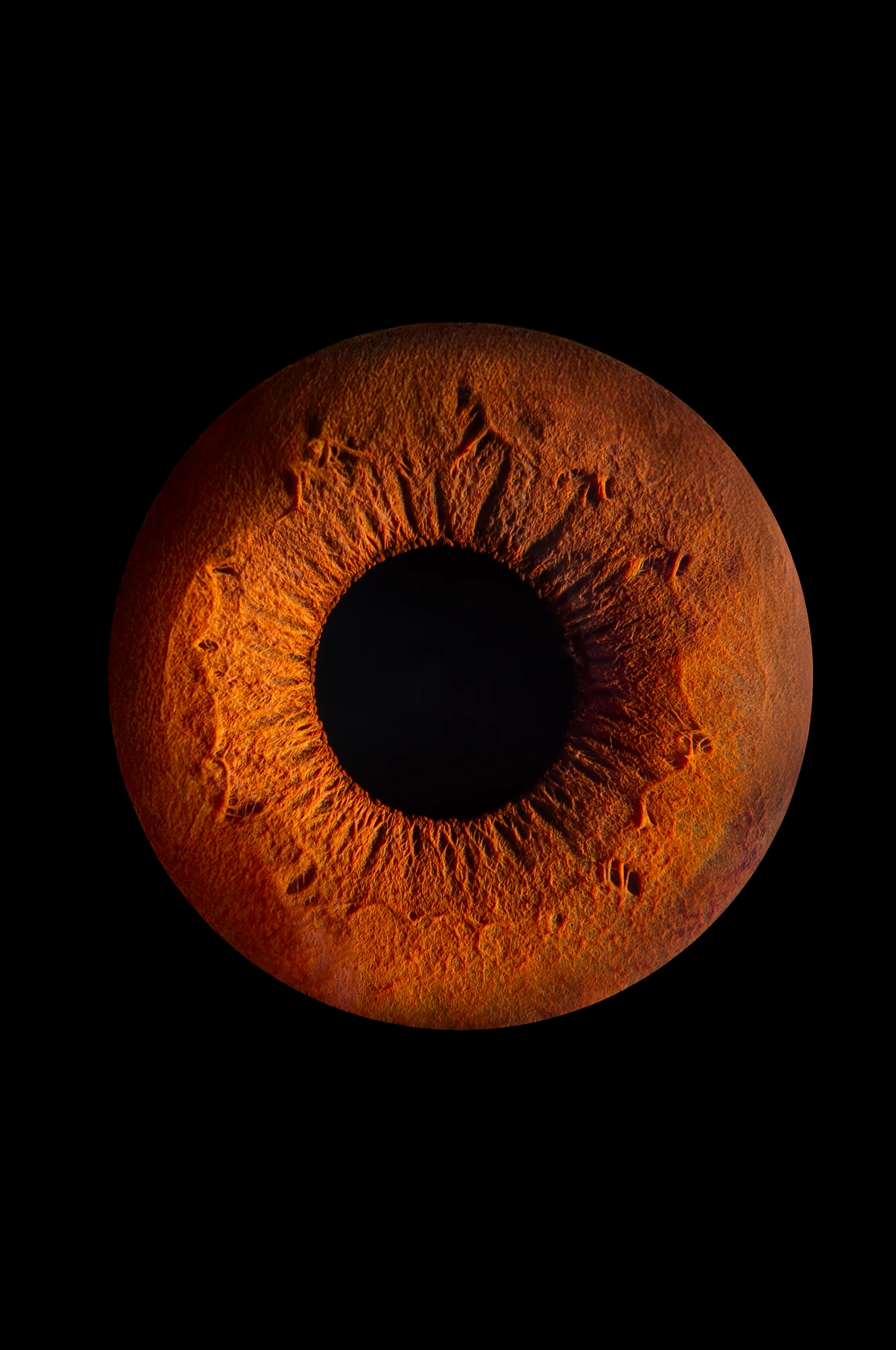 Macrophotographie d'un iris révélant ses couleurs et ses détails